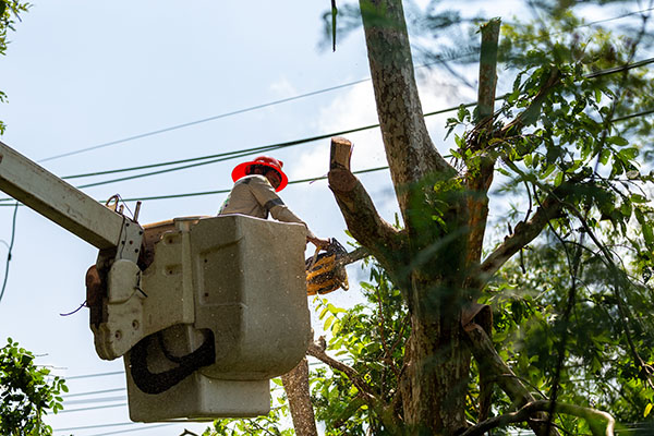 Utility Line Clearing and Tree Trimming