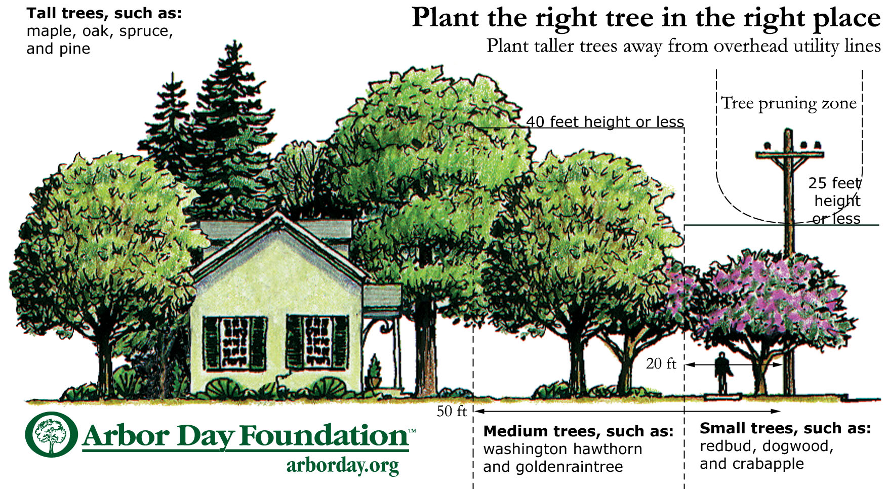 What to Know About Tree Planting