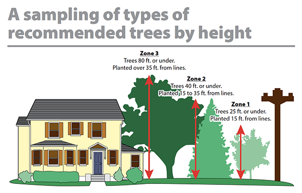 tree height